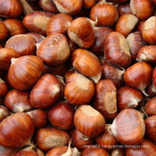 high quality and low price fresh chestnut from China